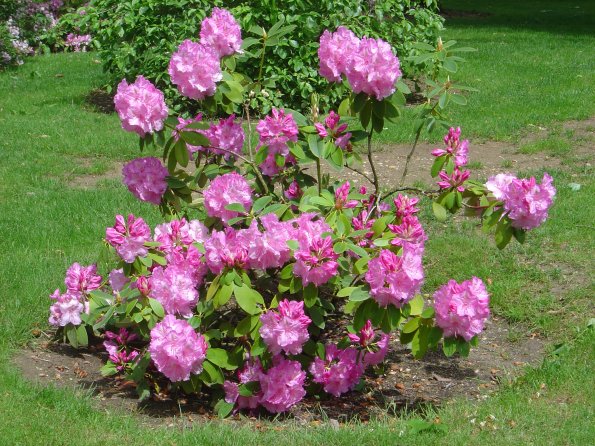 Sortie Vieilles Voitures 2006 008