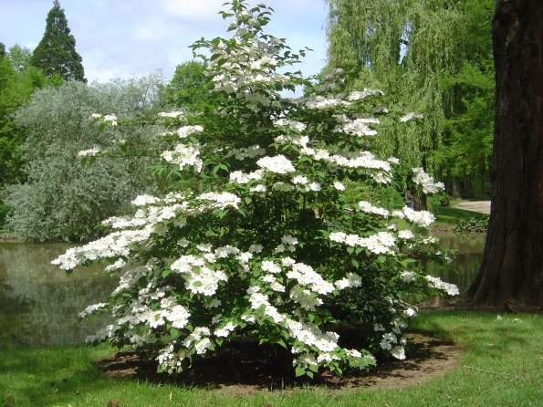 Sortie Vieilles Voitures 2006 027