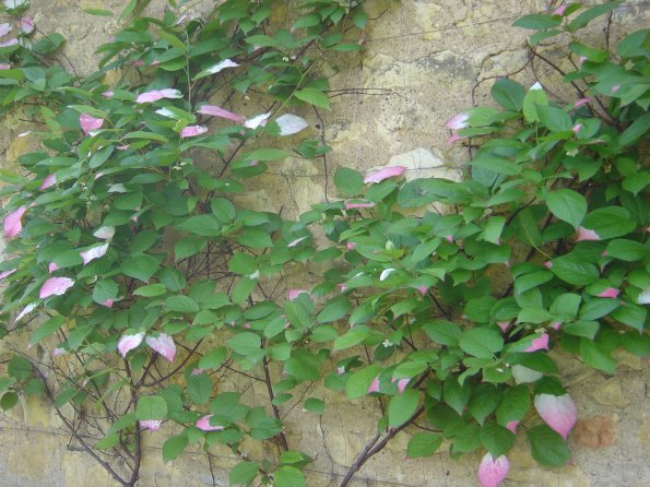 Sortie Vieilles Voitures 2006 030