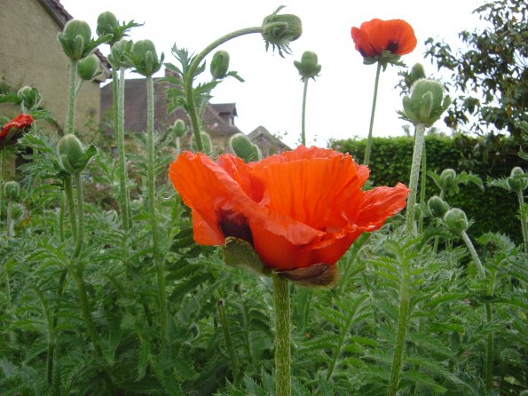 Sortie Vieilles Voitures 2006 065