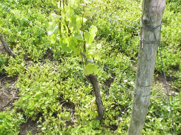 Sortie Vieilles Voitures 2006 175