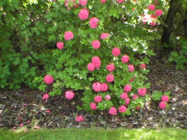 Sortie Vieilles Voitures 2006 200